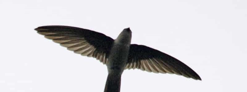 What You Need to Know about Swiftlets