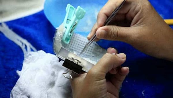 Bird's Nest Cleaning Process